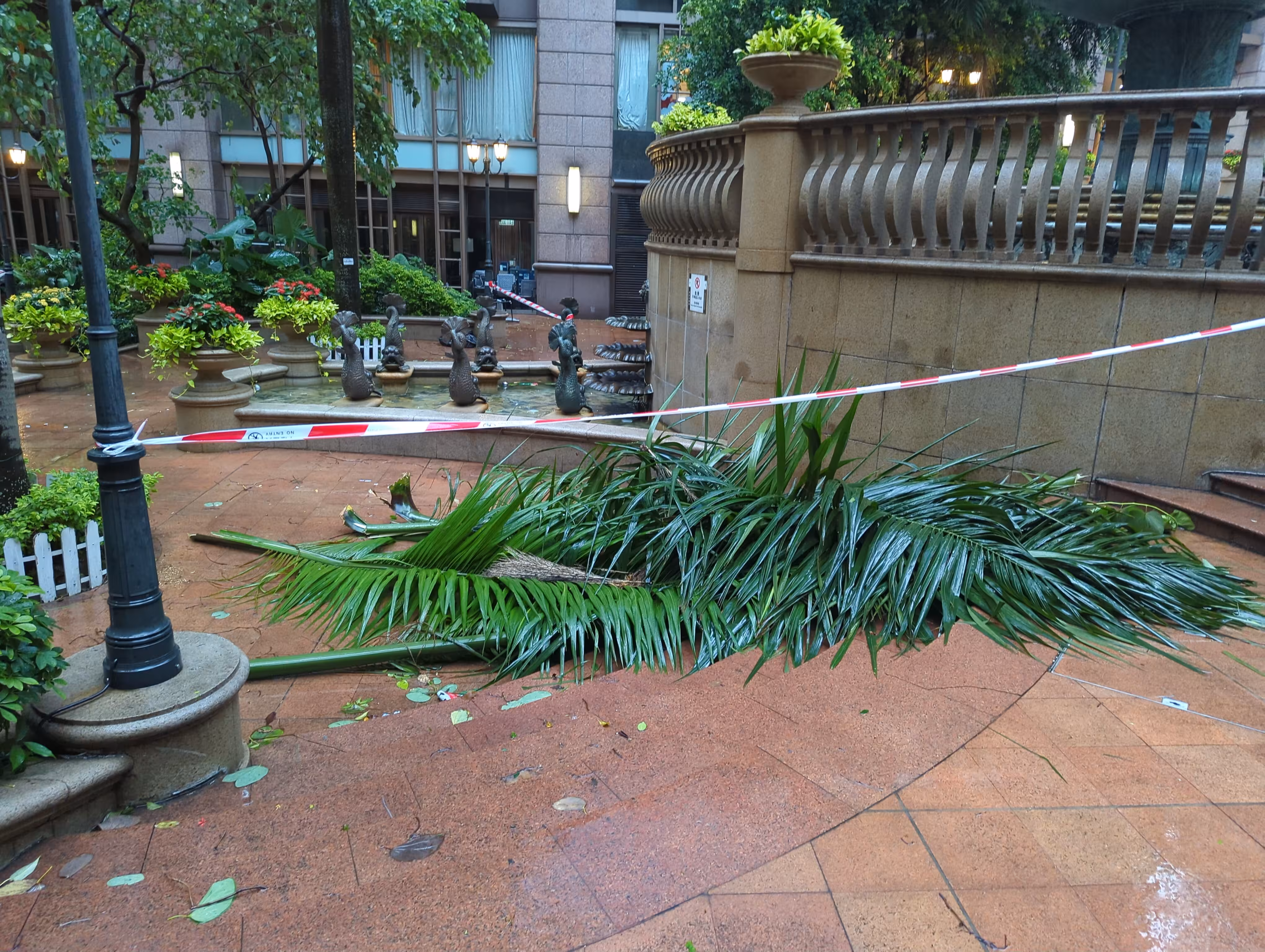 A fallen branch due to the typhoon