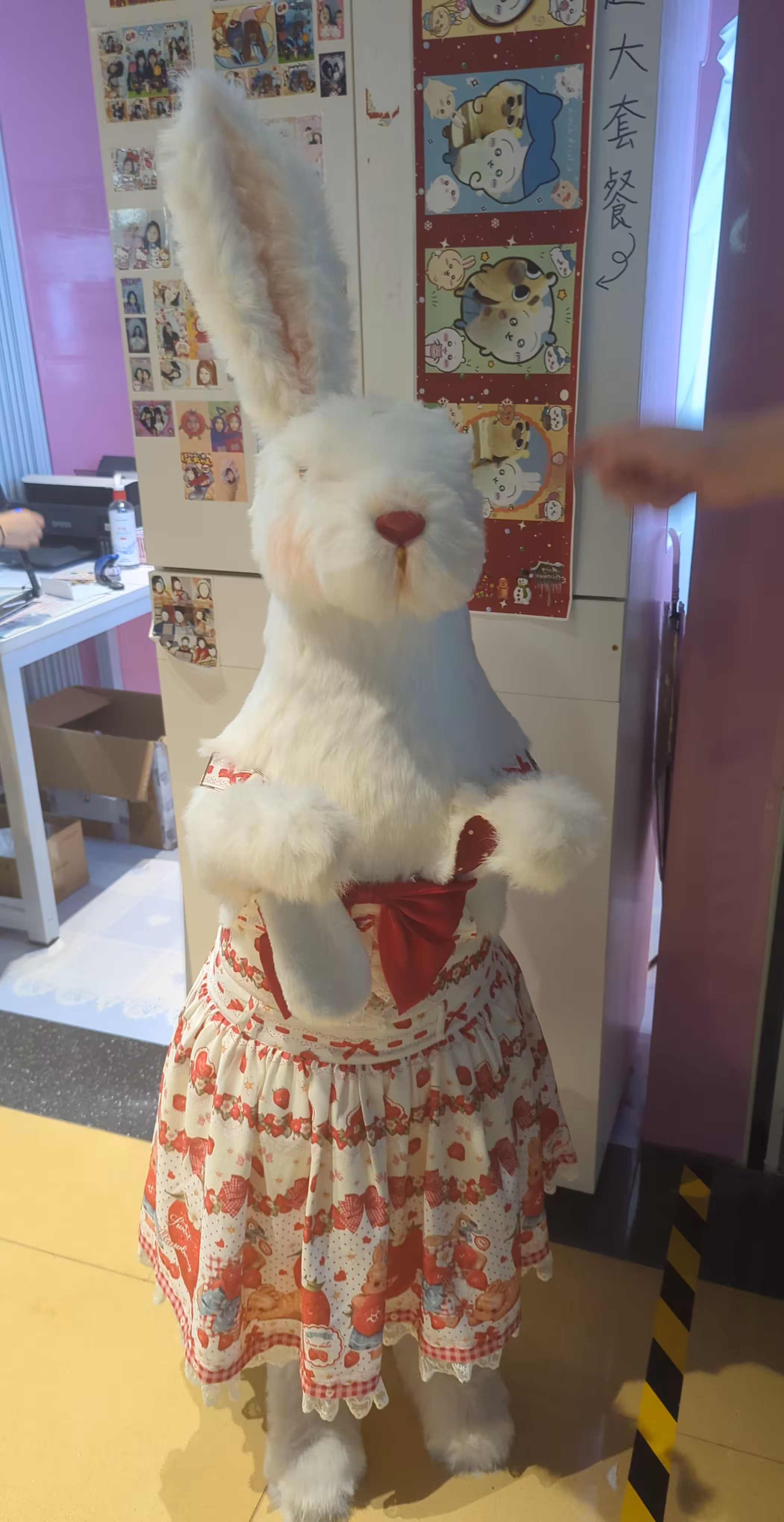 One-eared rabbit