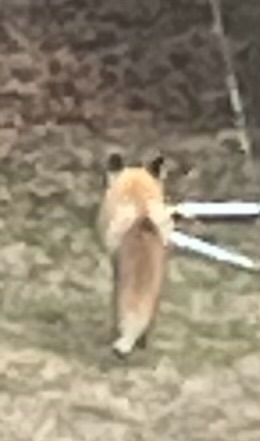 A blurry low-quality photo of a fox