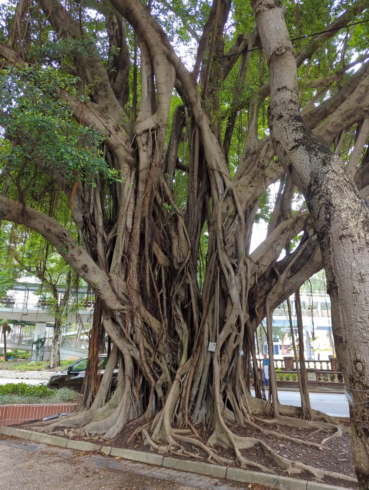 A weird tree