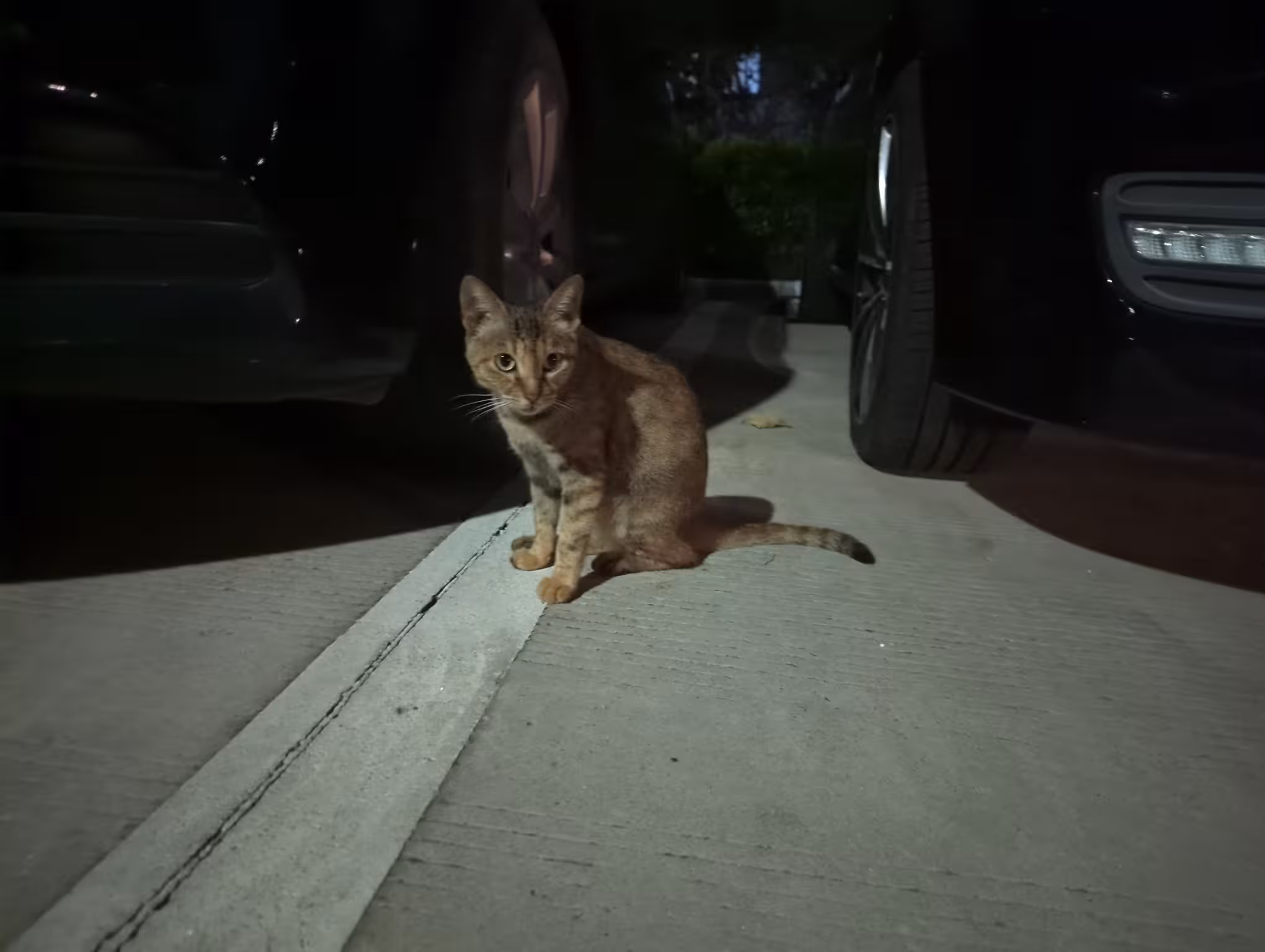 Another cat