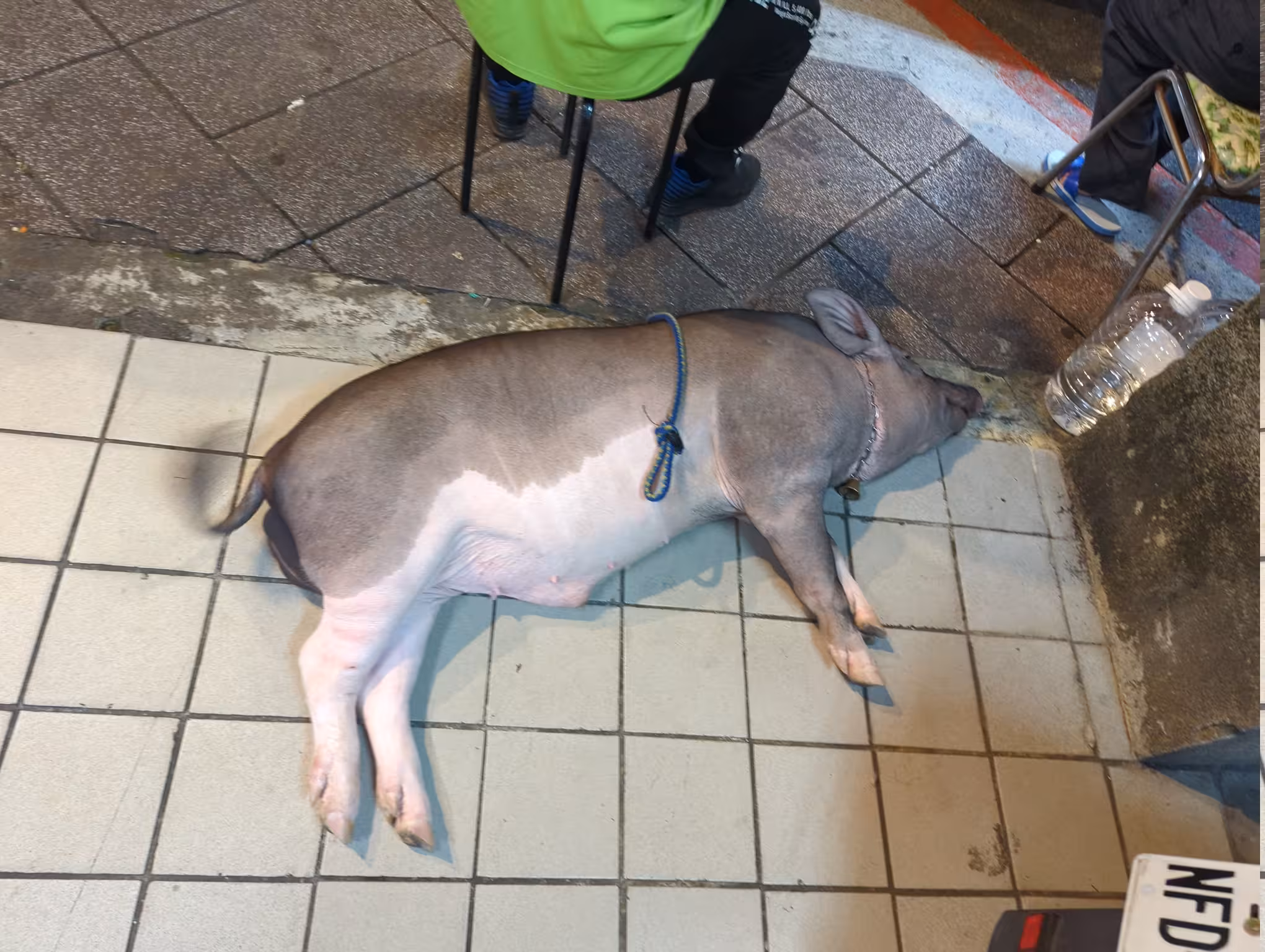 A chubby pig