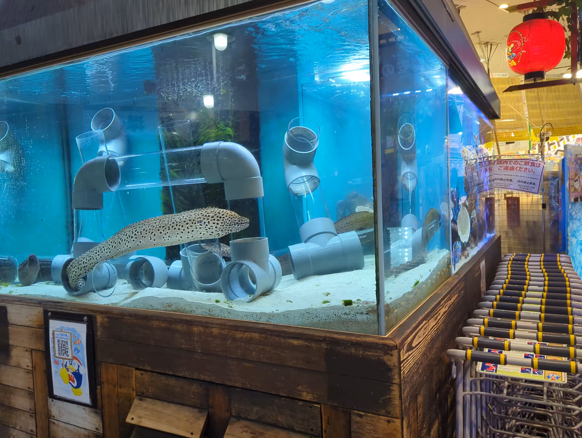 Eels in front of a Don Quijote