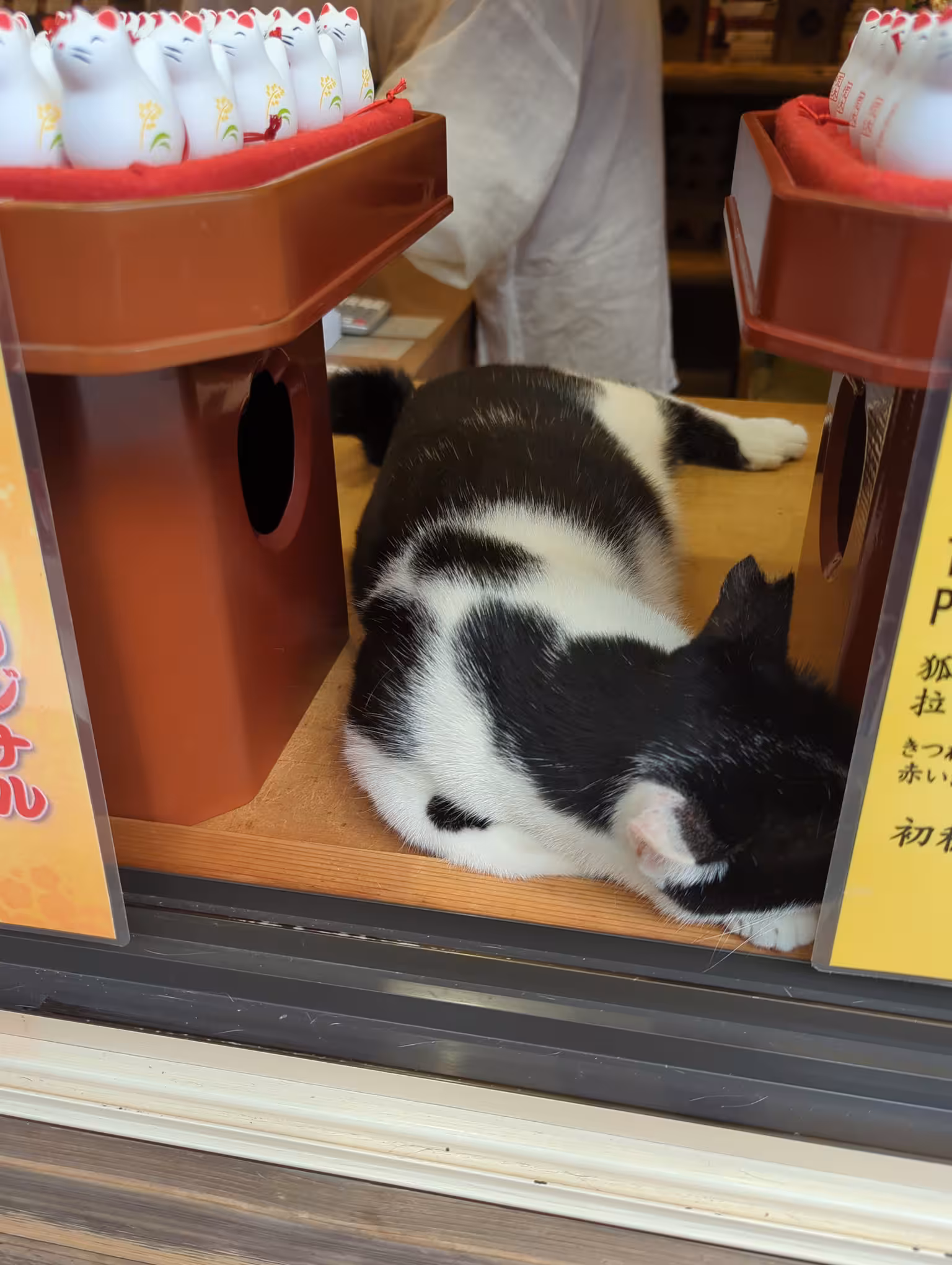 A black and white sleeping cat